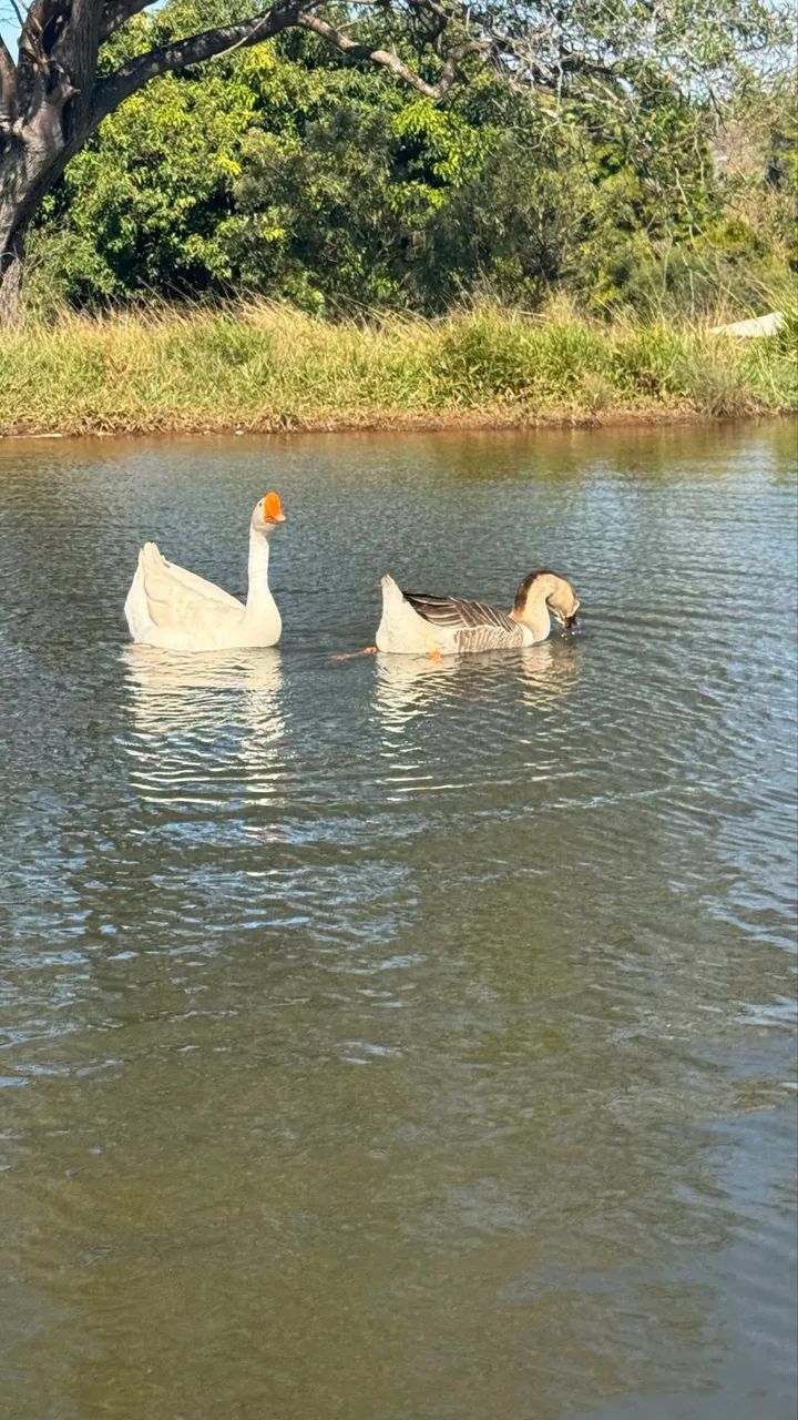 Casal de ganso  - Foto 2