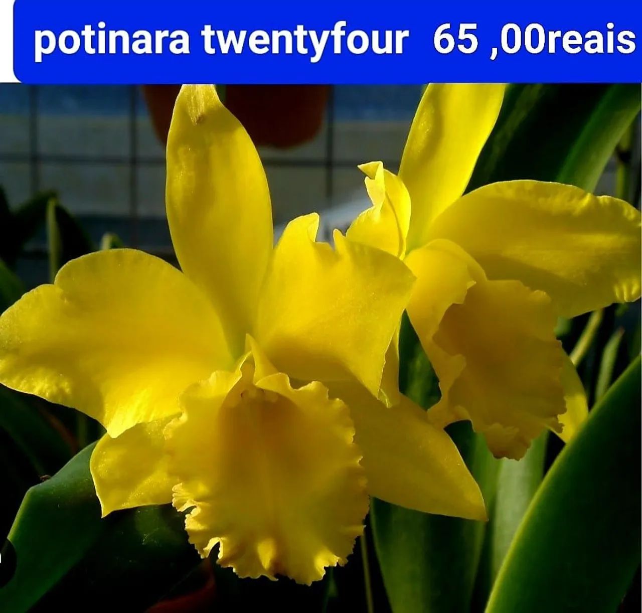 Orquídeas Perfeitas e Maravilhosas - Foto 5