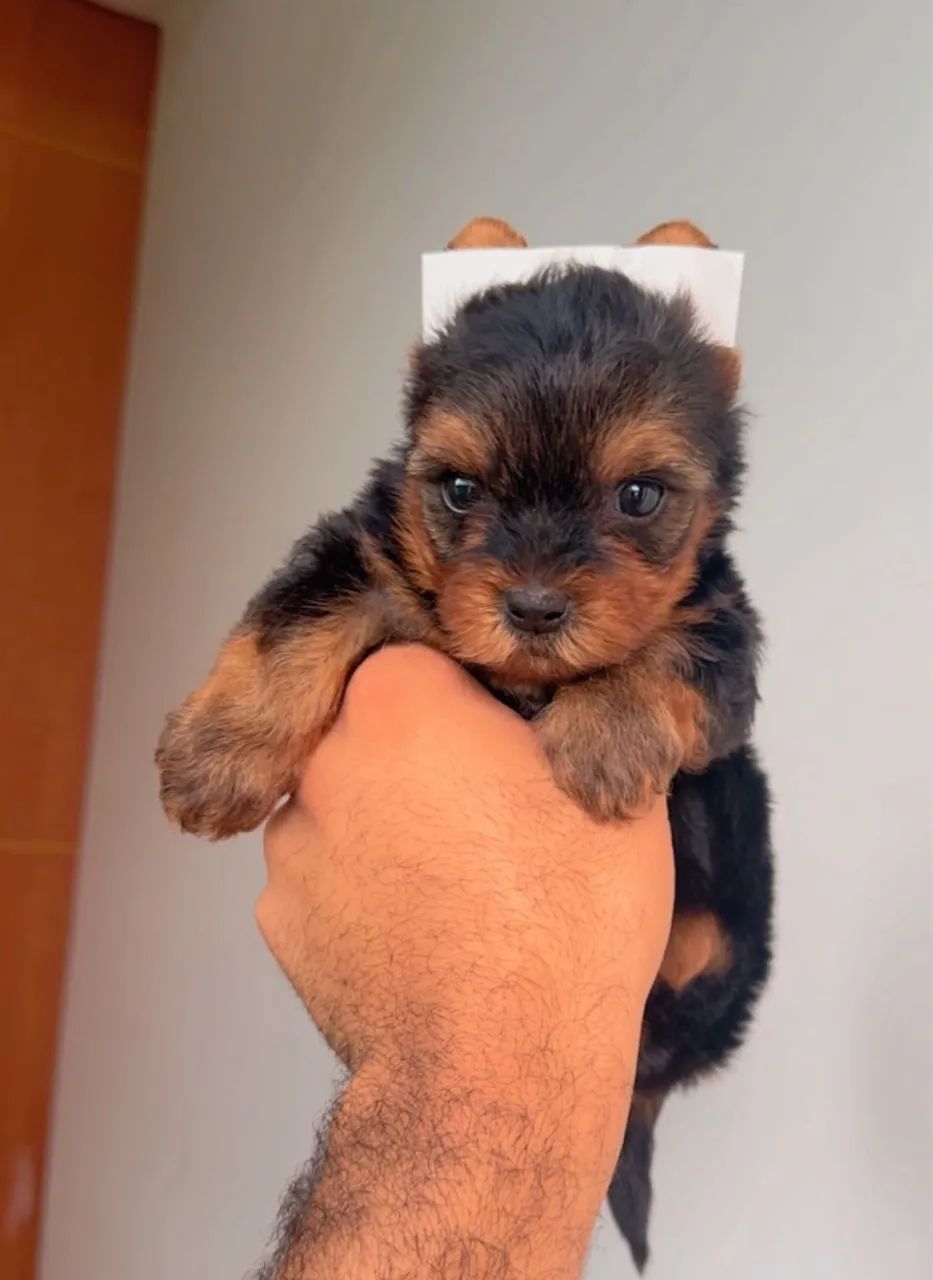 Yorkshire Terrier mini com pelagem longa