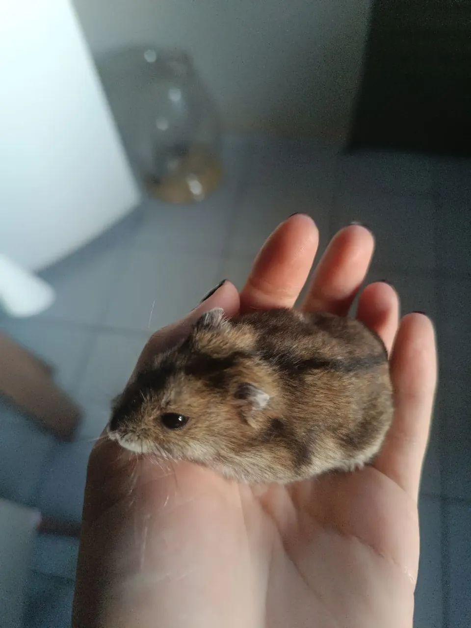 Hamster anão Russo 65580493881346123