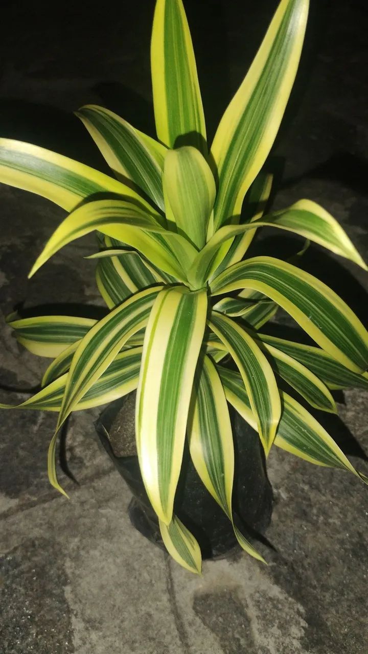 Plantas e Jardinagem  - Foto 2