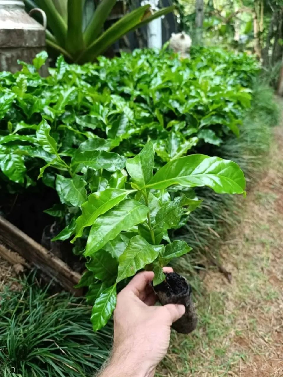 Mudas de café arábica