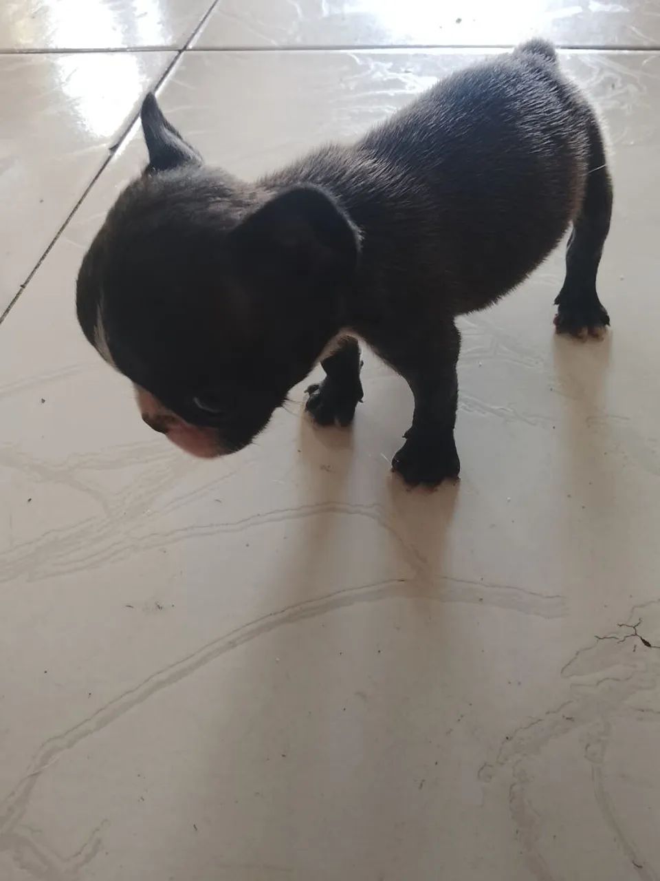 Bulldog francês macho micro 