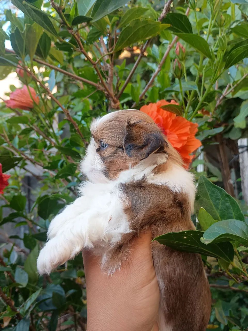 Shitzu fêmea e macho  - Foto 4