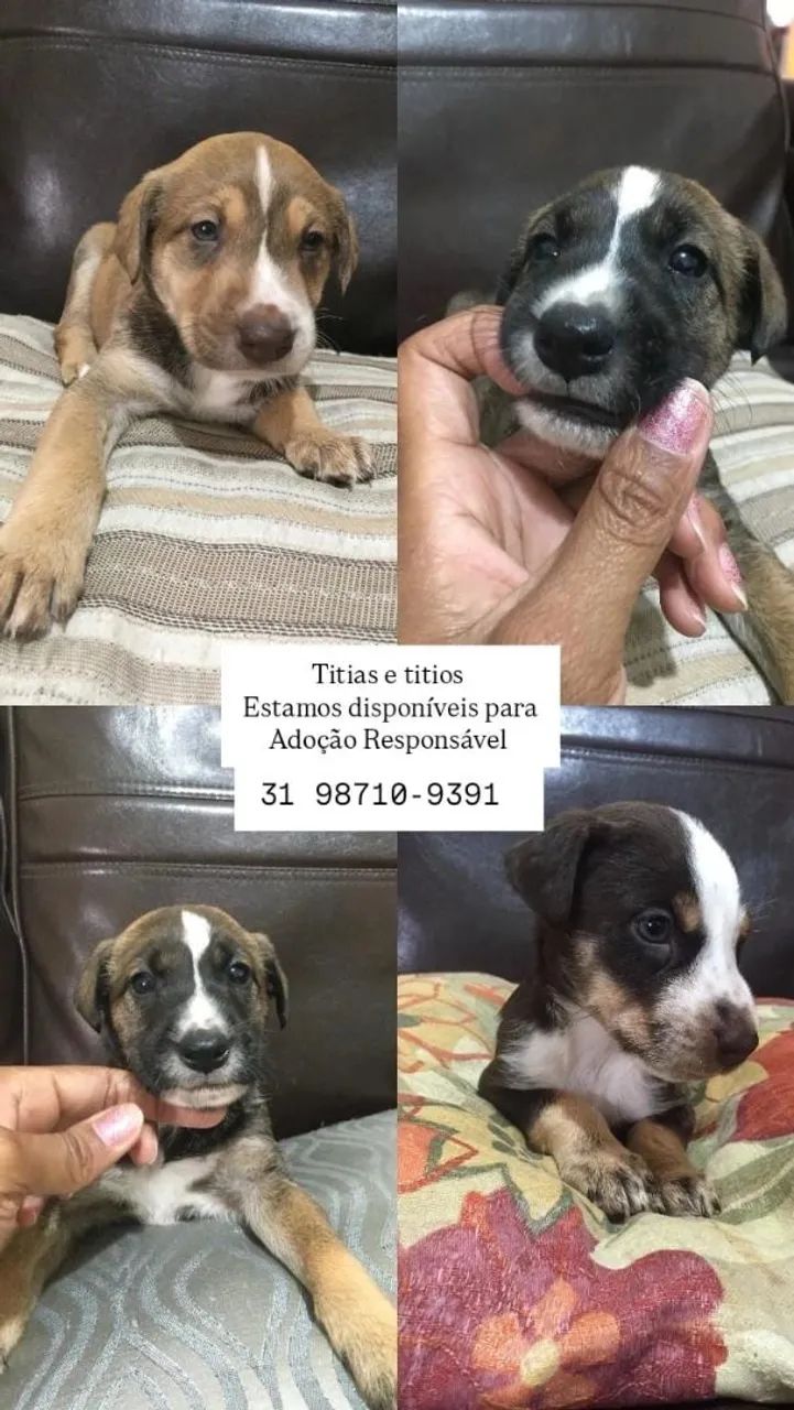 Adoção responsável de Cães  - Foto 4