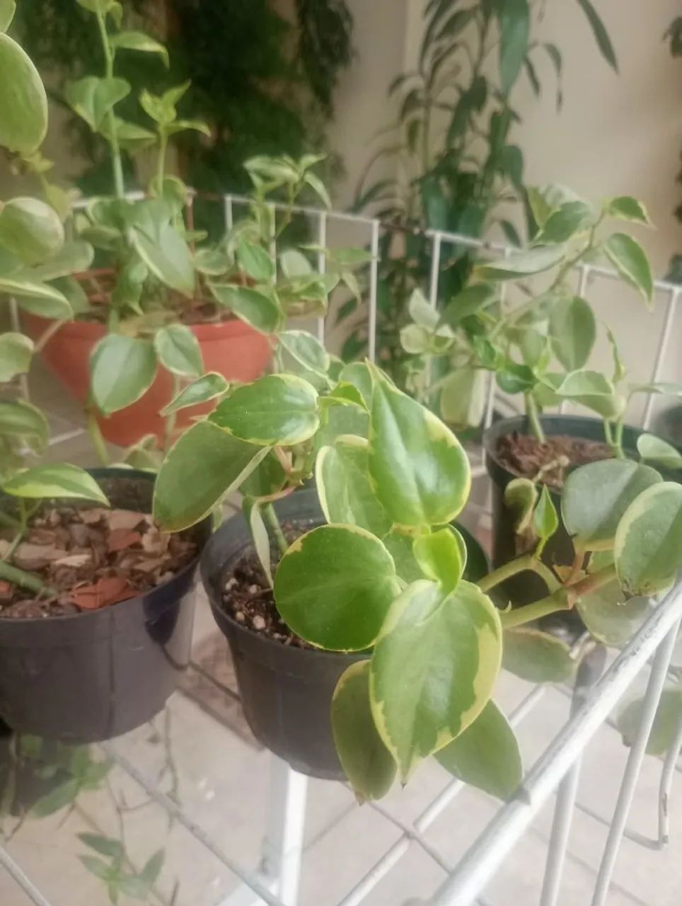 Vendo plantas - Foto 3