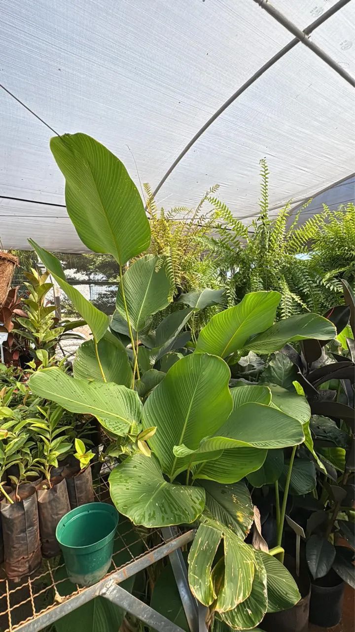 Muda De Maranta Charuto 