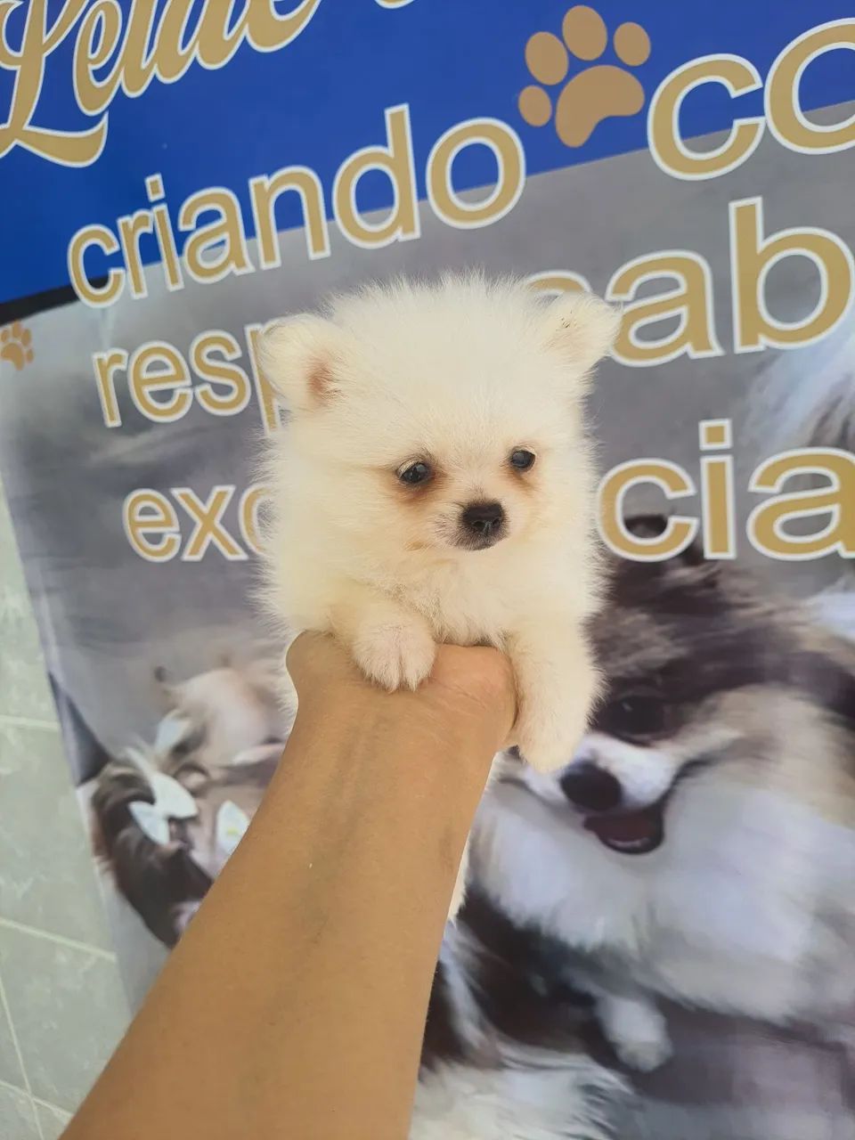 Spitz alemão  - Foto 3