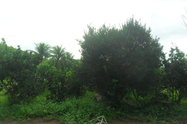 Fazenda 35 alqueires em colatina - Foto 11