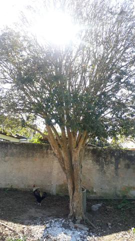 Pé de jabuticabeira - Foto 2