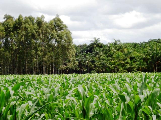 5200 HA arrendamento Primavera do Leste MT P/SOJA - Foto 8