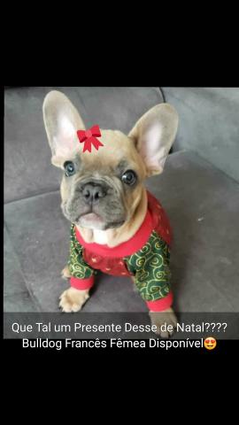 Bulldog Francês Blue - Foto 3
