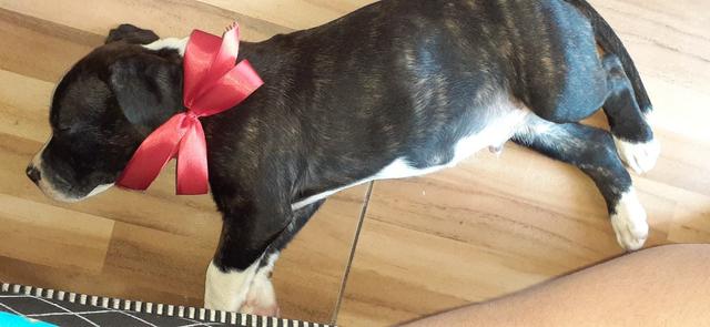 Filhote de pit bull