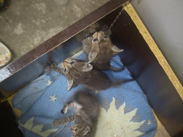 Gatinhos pra doação