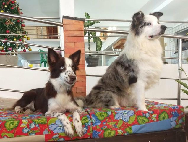 Filhotes de Border Collie com Pedigree - RESERVA - Foto 4