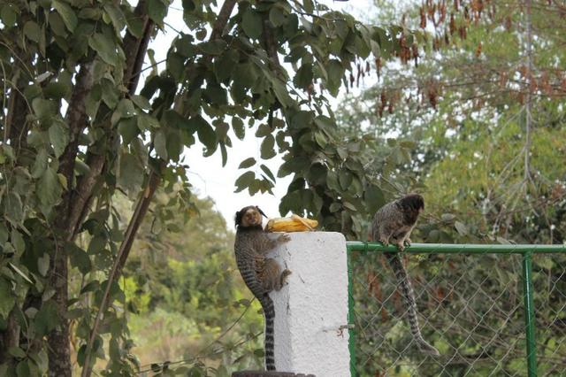 Casa/Rancho na beira do Rio Paranã - Foto 15