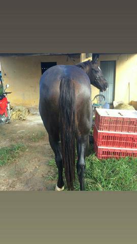 Cavalo quarto de milha 7/8 - Foto 5