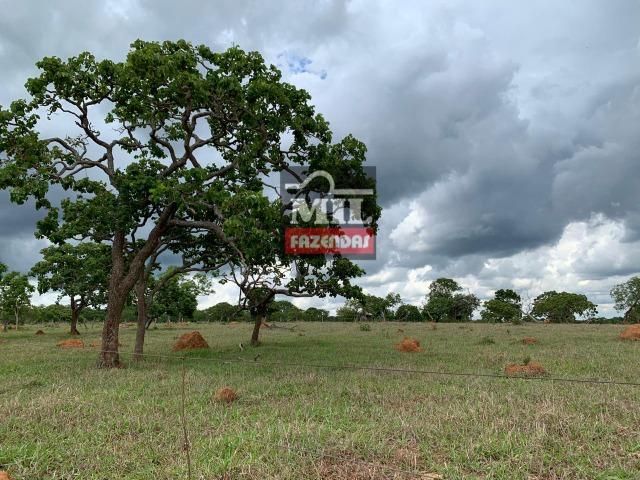 Fazenda 43 Alqueires ( 208 hectares ) Bonfinópolis-GO - Foto 18