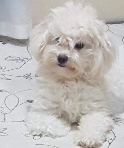 Filhote de Lhasa Apso - Foto 4
