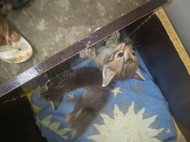 Gatinhos pra doação - Foto 2