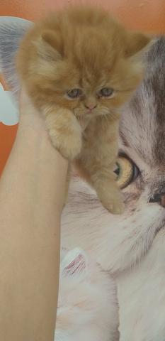 Lindo gato persa macho top - Foto 2