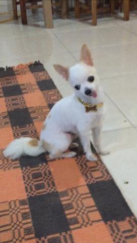 Lindo Chihuahua zero - Foto 2