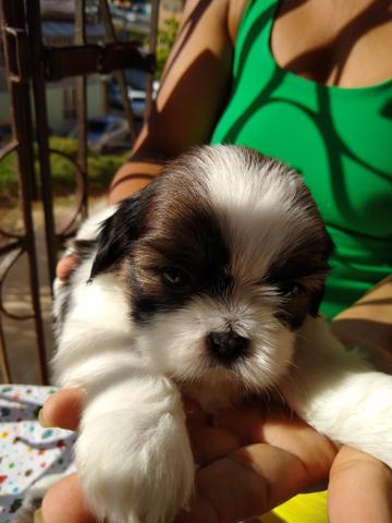 Filhotes de Shih Tzu