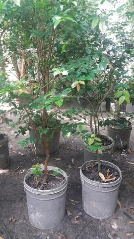 Jabuticaba - Foto 2