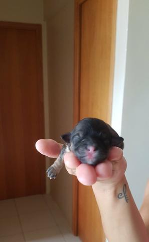 Filhote de Lhasa Apso