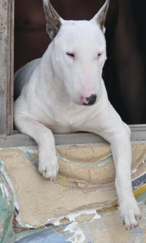 Filhotes Bull Terrier Inglês - Foto 6