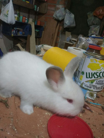 Filhotes de Coelhos Califórnia - Foto 2