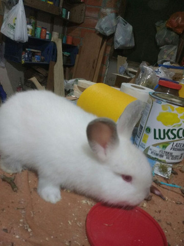 Filhotes de Coelhos Califórnia