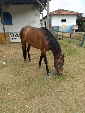 Cavalo mangalarga - Foto 2