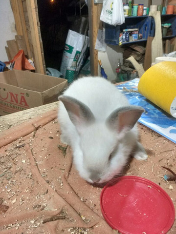 Filhotes de Coelhos Califórnia - Foto 3