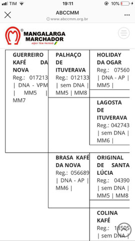 Cavalo - Foto 6