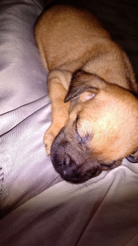 Boxer - Foto 2