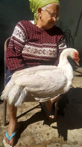 PATO ALEMÃO A MELHOR RAÇA