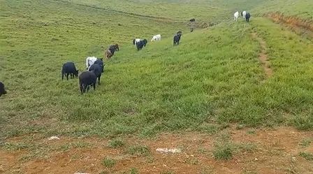 Fazenda em Amaraji/PE à Venda - Foto 5