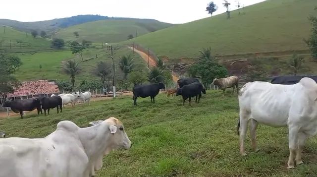 Fazenda em Amaraji/PE à Venda