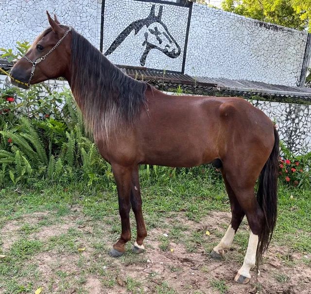 Cavalos venda permanente no haras Feijó - Cavalos e acessórios
