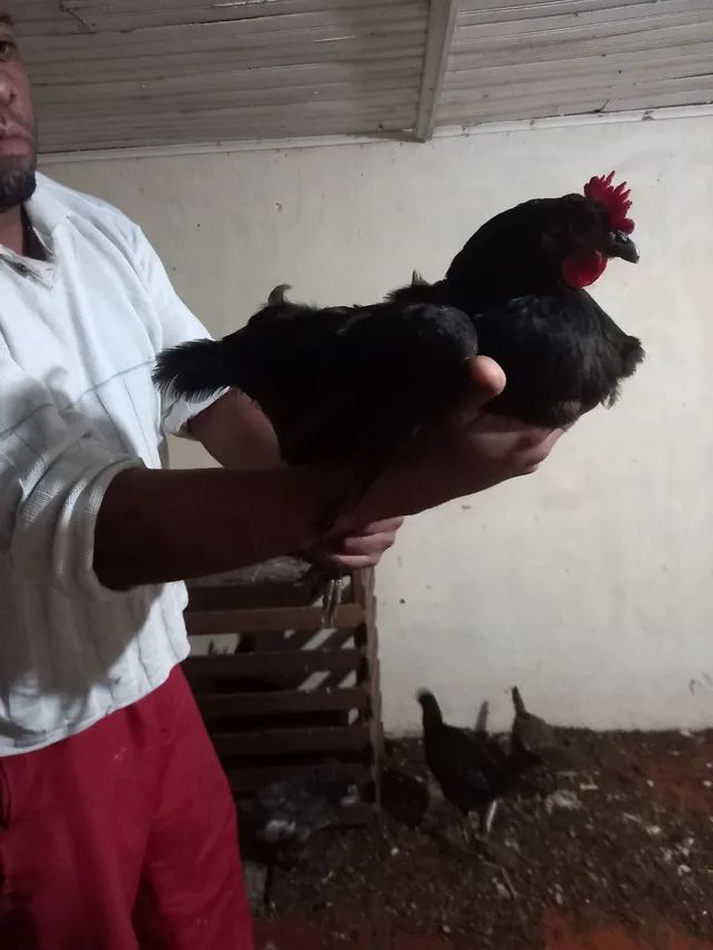 Galos e galinhas e ovos de raça