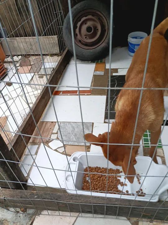 Cachorro caramelo para adoção - Foto 4