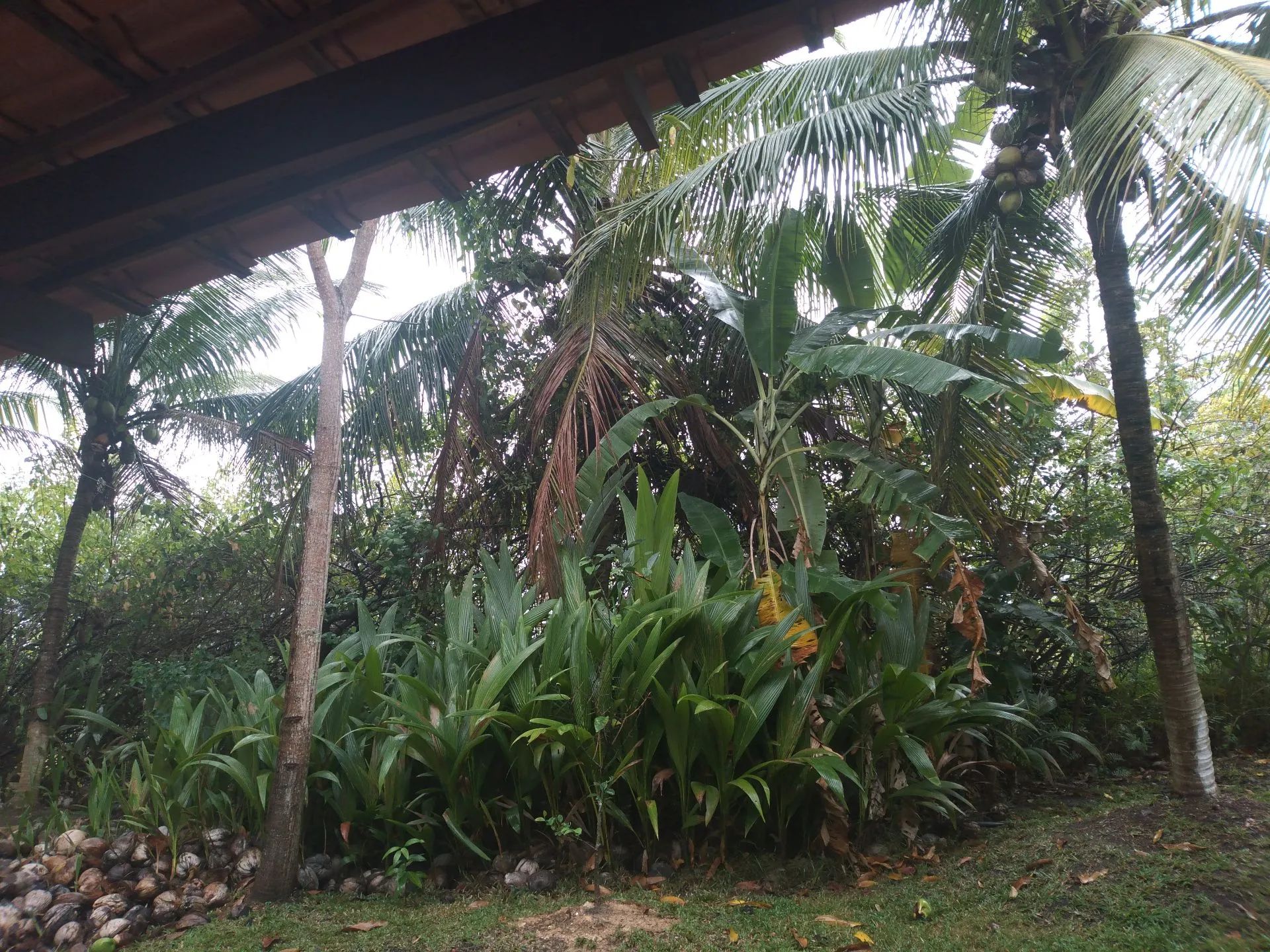 Coqueiro Anão muda.