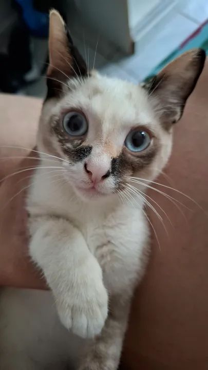 Gatinhos fofinhos para adoção! Já usam a caixa de areia e comem ração  - Foto 5