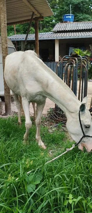 Vendo égua  - Foto 3