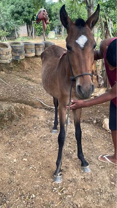 Poltra sangue inglês 9 meses 1400$ - Foto 3