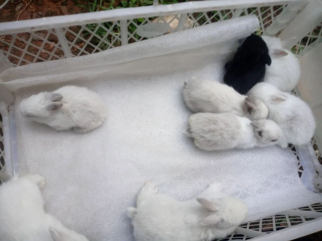 Os minis lindos para presentiar , continuam mais lindos ainda. - Foto 6