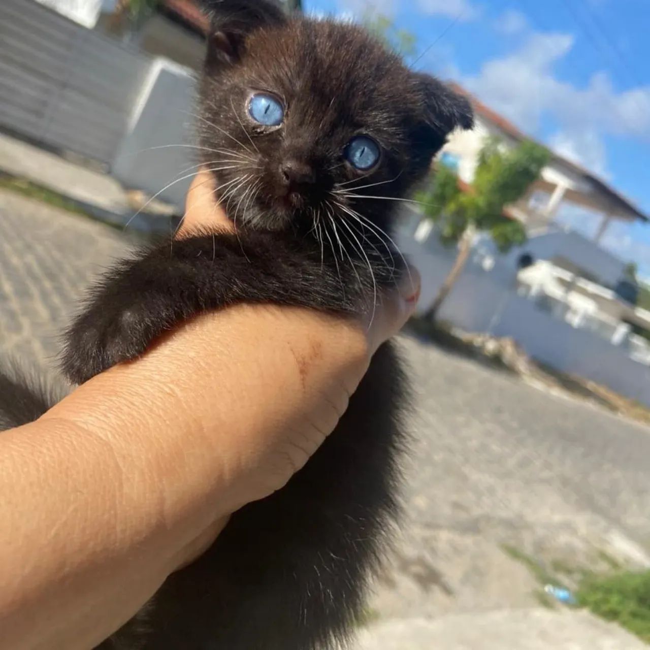 Gatinho scolthfold, da orelhinha voltada para frente de olhinhos azuis  - Foto 3