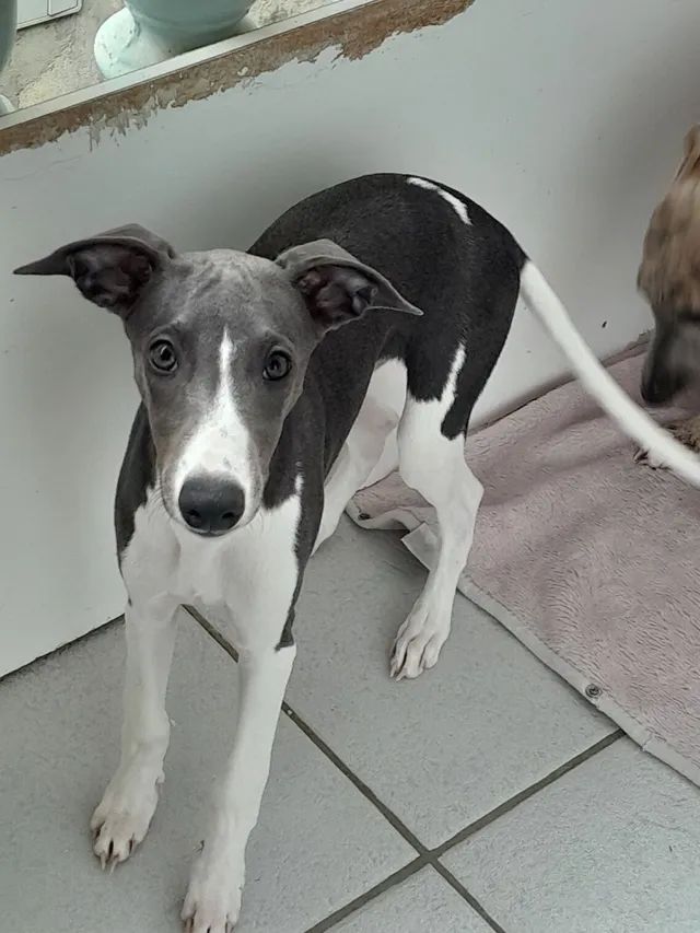 Whippet olx best sale