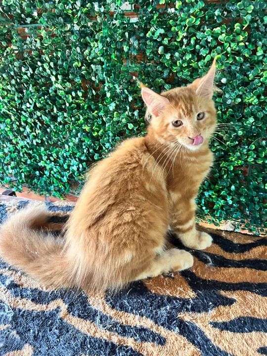 Filhotes Maine Coon disponível - Foto 2